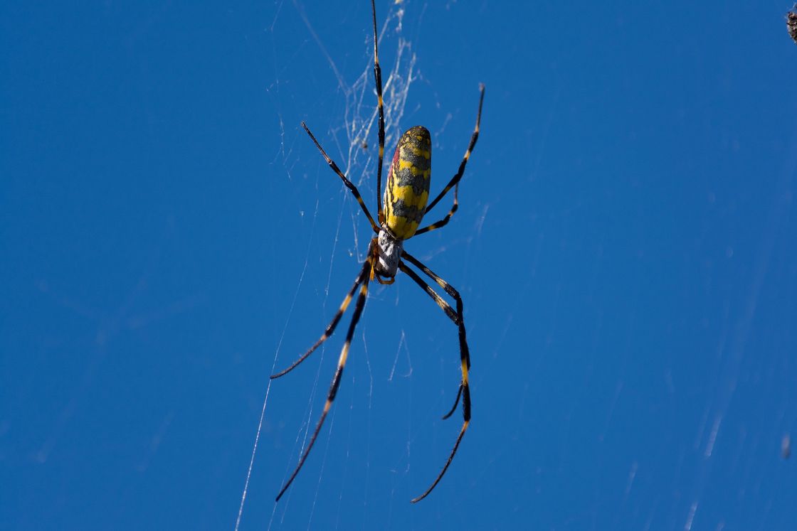 Joro spider in his web photographed with a blue sky