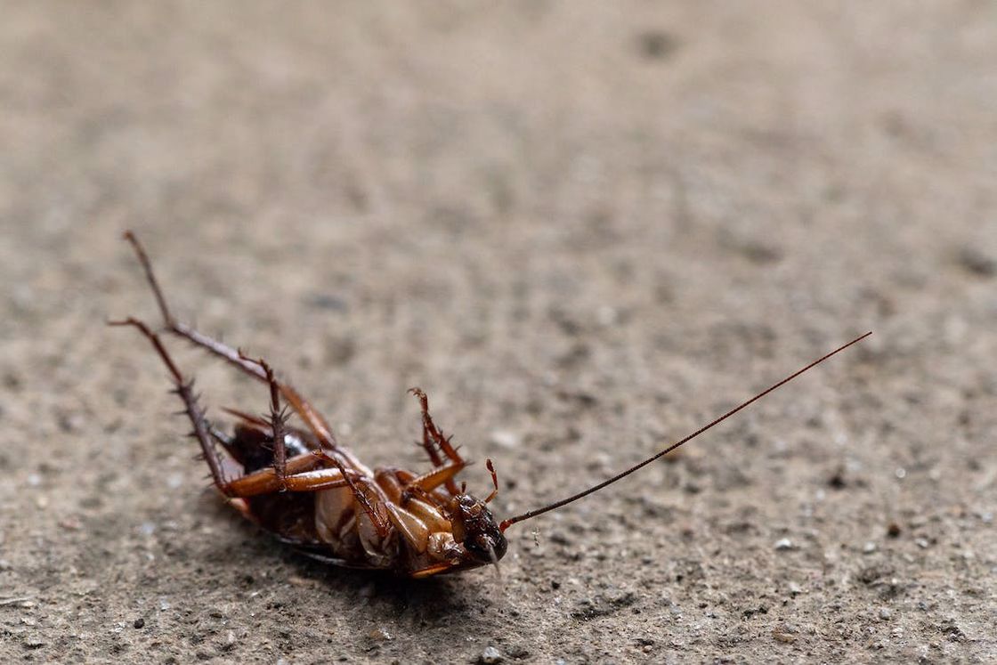 Brown cockroach lying dead on the granite floor
