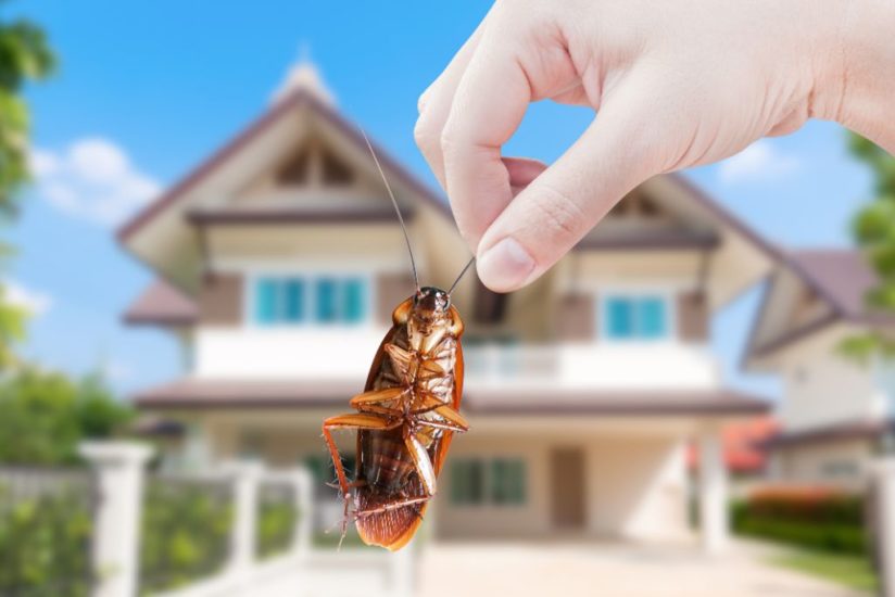 Wasp Nest Removal