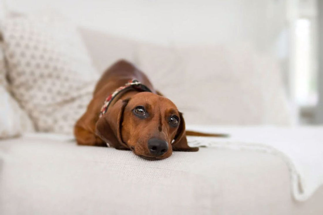 Brown dachshund resting on a white couch