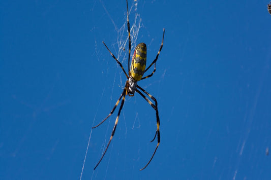 Joro spider in his web photographed with a blue sky