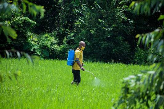 Man with a blue portable container on his back, spraying pesticide on a vast green field