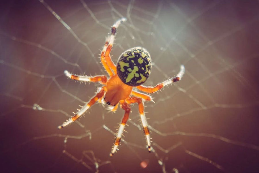 Does Pest Control Get Rid of Spiders? – Self Control Pest