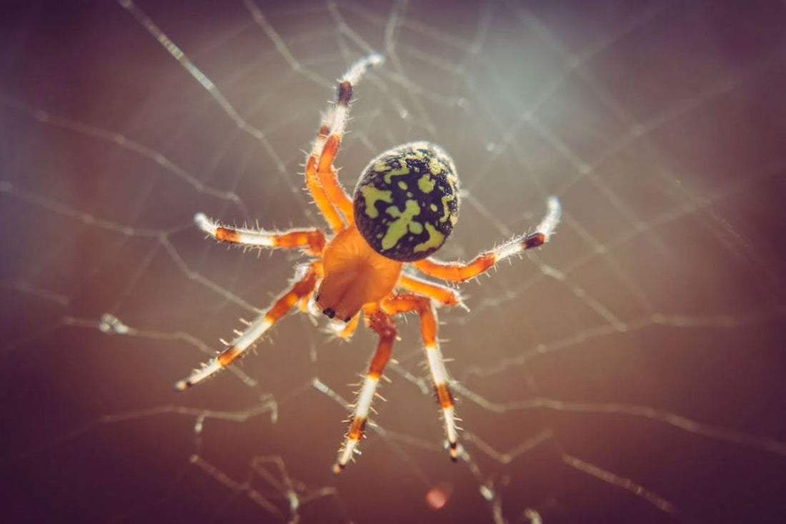 Close up of a brown spider with a green spotted head captured while in its spider web