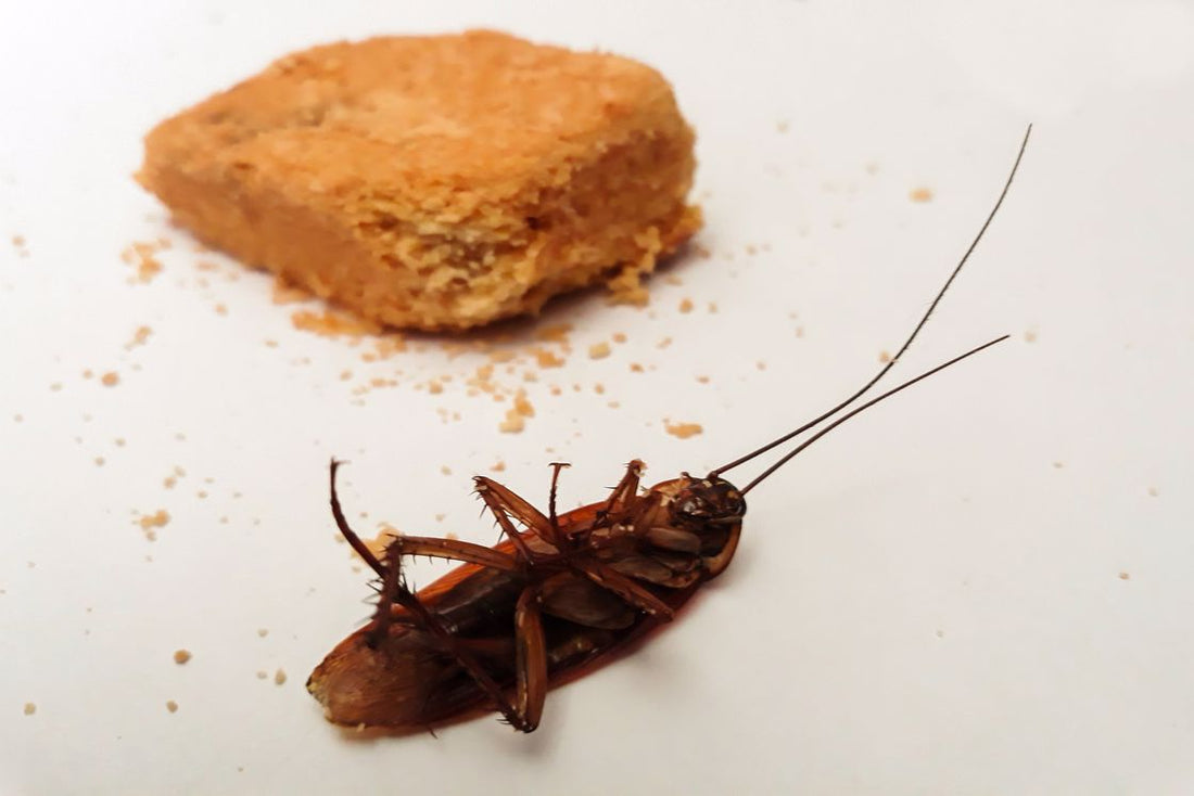 Dead cockroach beside a slice of a bitten graham crusted dessert