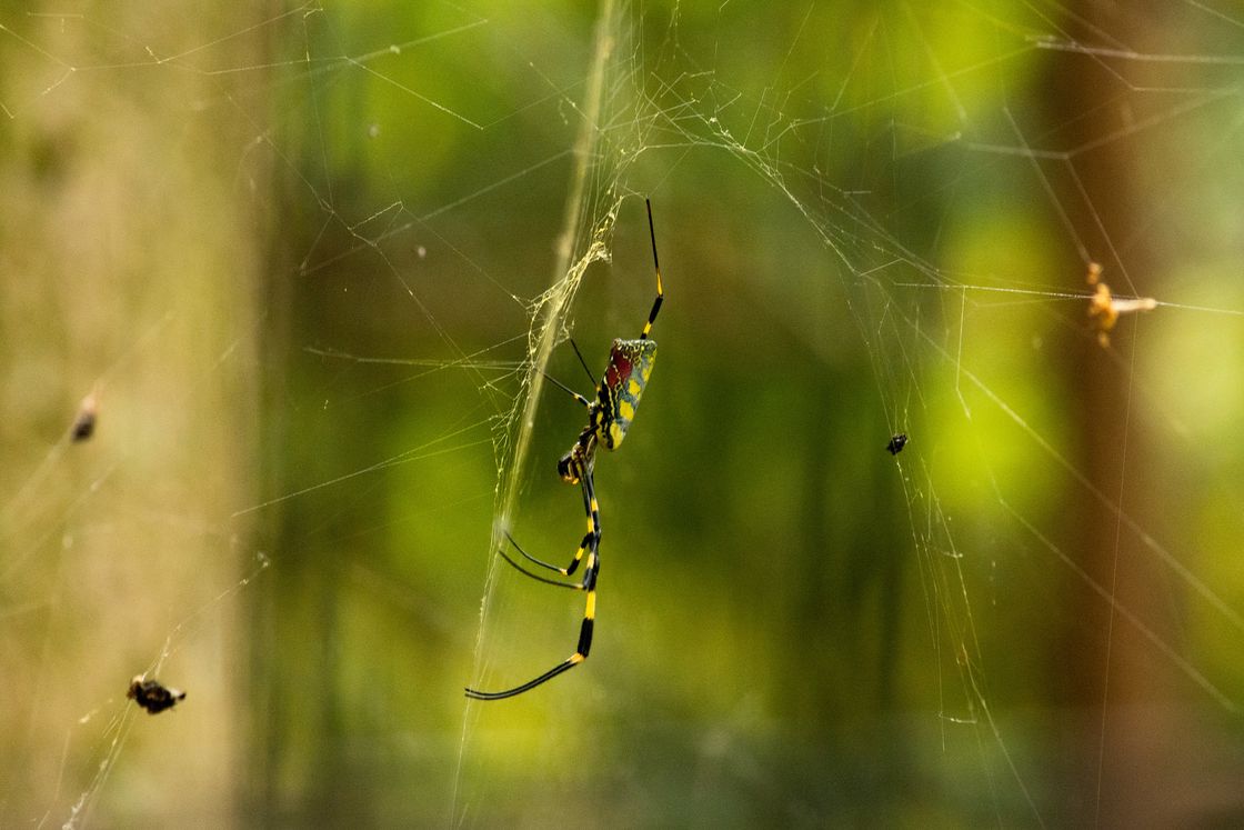 Yellow Joro spider hanging on its web outdoors