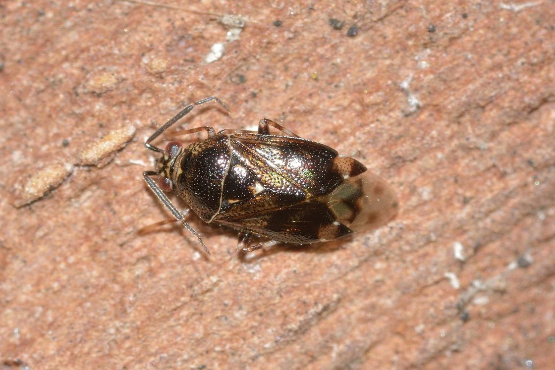 Brown bed bug on a nude colored stone floors