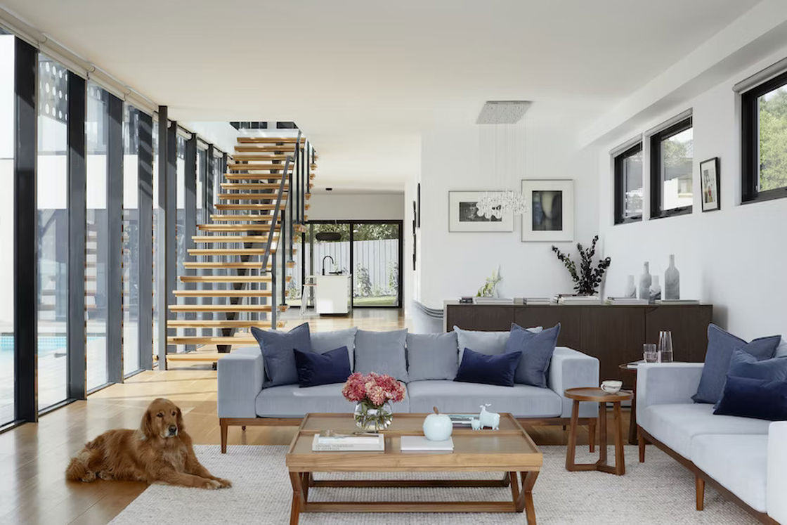 Dog sitting on the floor of a modern living room