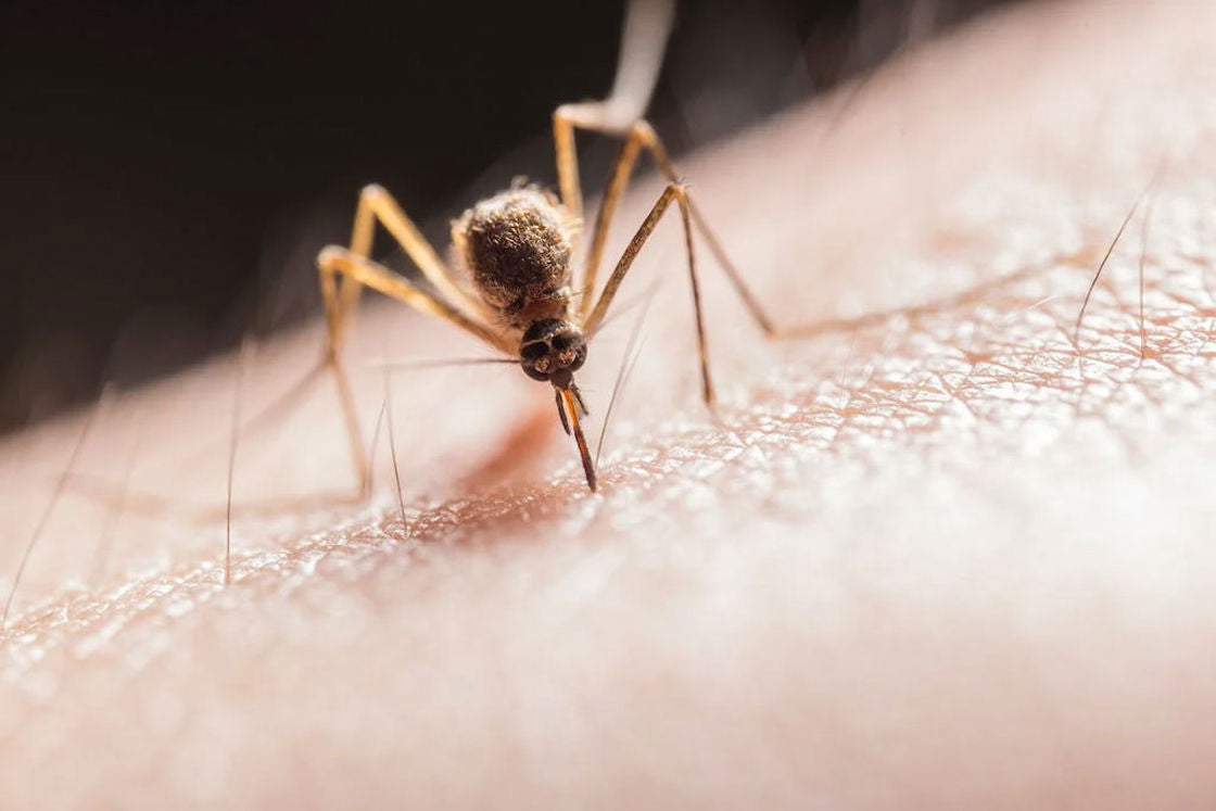 Mosquito biting into a person's skin