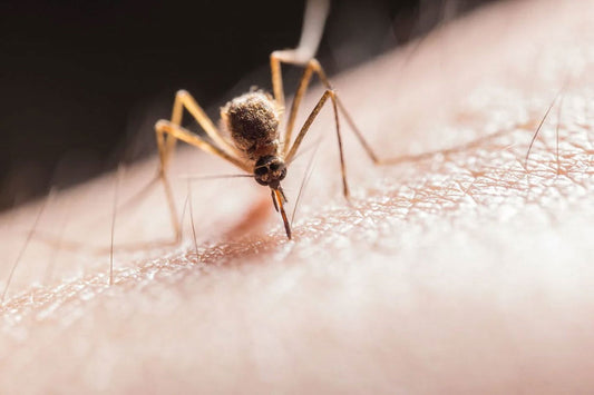 Mosquito biting into a person's skin