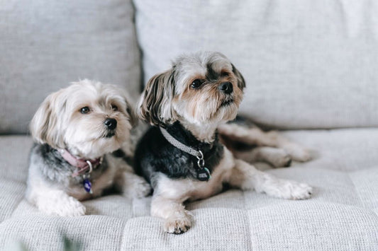 Two white and gray morkies sitting on a couch