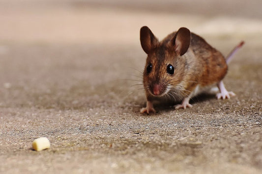 Brown mouse approaching a piece of garlic that's laid on the ground