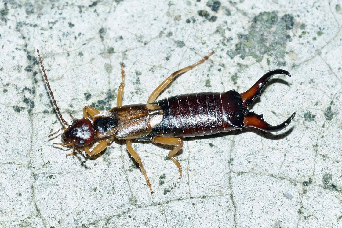 Brown pincher bug in a gray granite floor