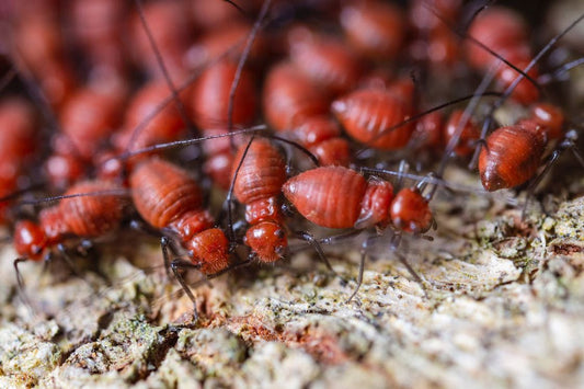 Colony of red termites found in a corner of a room