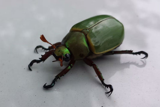 Green beetle found on the white stone floor