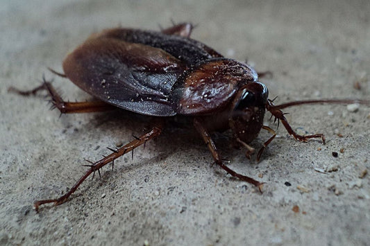 Cockroach on a concrete floor