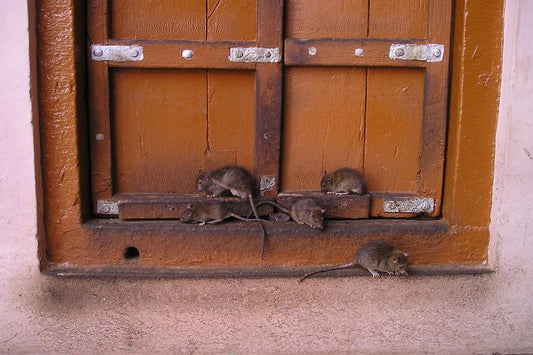 Group of rats invading a brown wooden window 